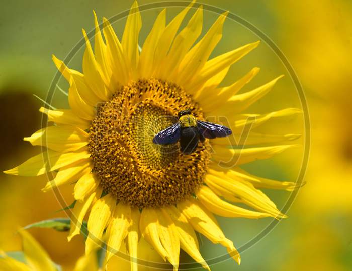 A Bumblebee Collects Nectar From  A  Sunflower In Nagaon