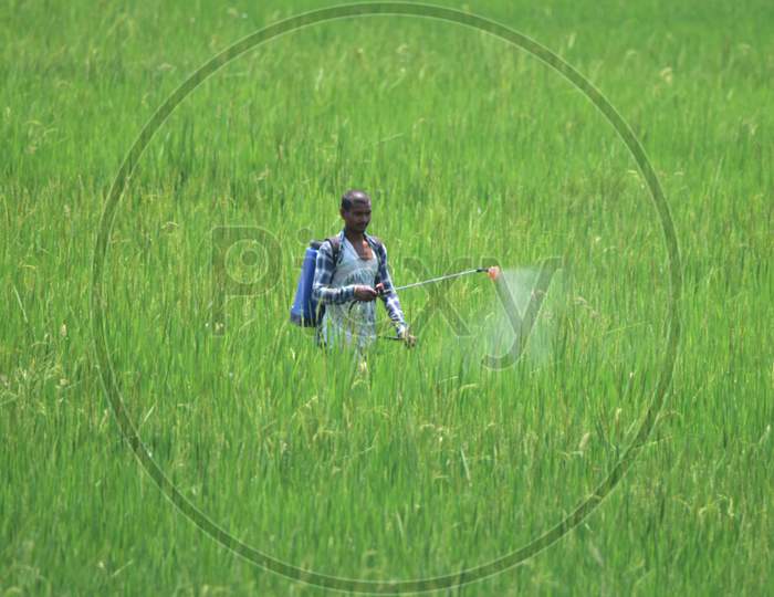 A Farmer Works At His Paddy field During Nationwide Lockdown Amidst Coronavirus or COVID-19  Pandemic  At Kaziranga In Nagaon  April 30,2020.