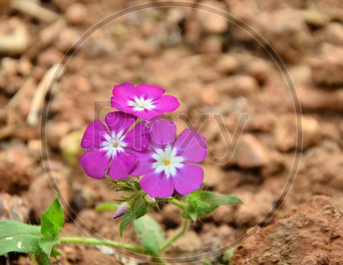 Flowers in Beautiful Background Himachal Pradesh India