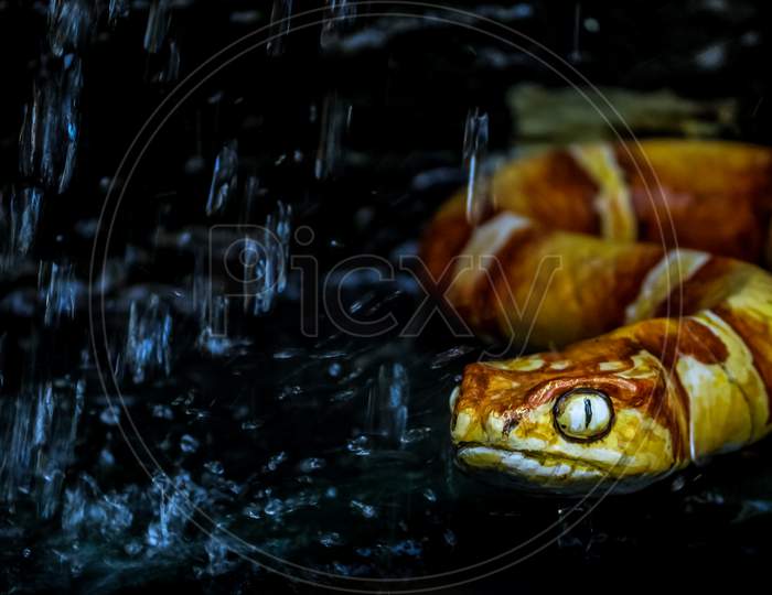 Portrait Of Snake On Water Fall. Tricolor Hypomelanistic Honduran Milk Snake. Statue Of Yellow Orange Snake.