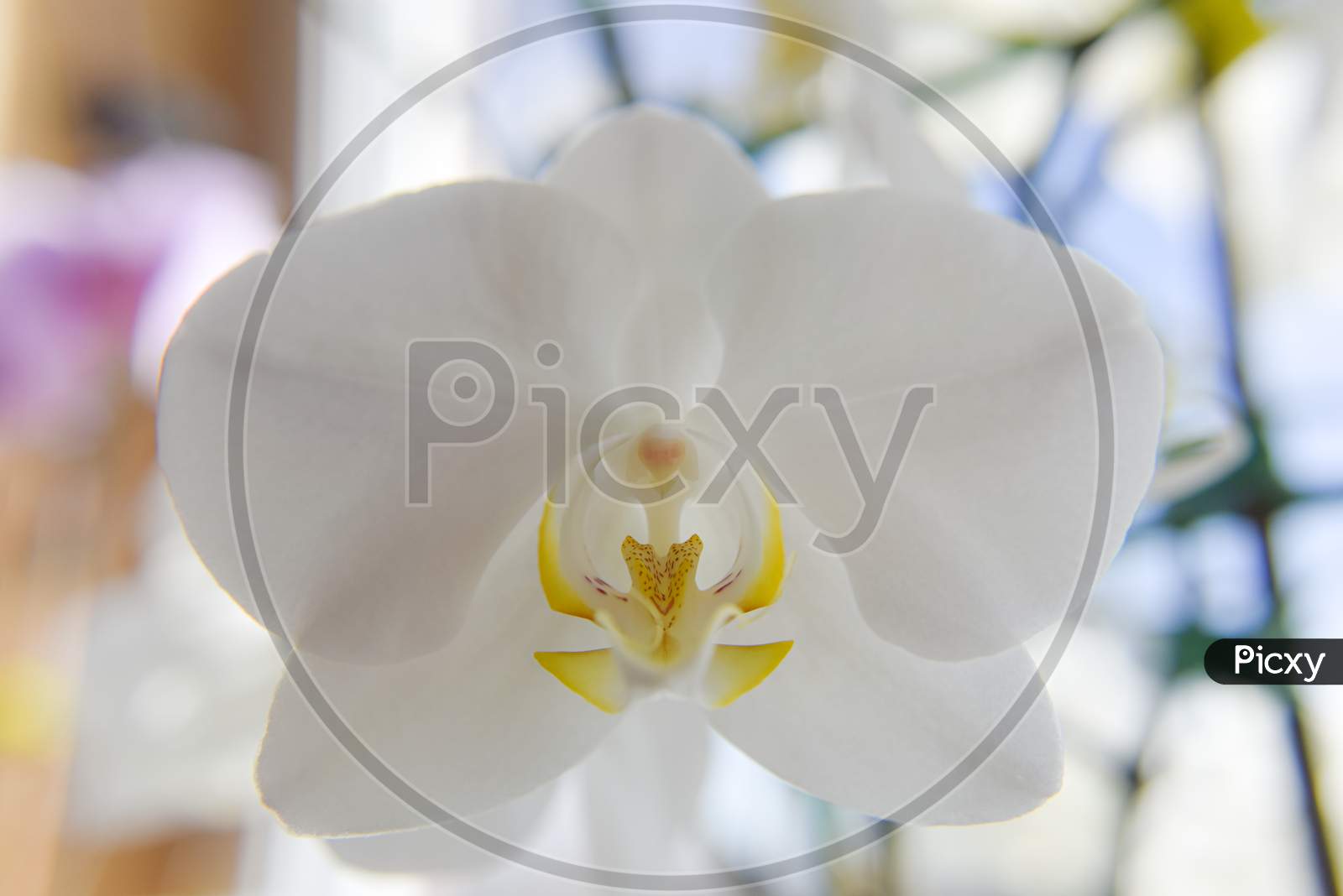 Closer Look At The Head Of The White Orchid. Macro With Selective Focus. The Light From The Back Side