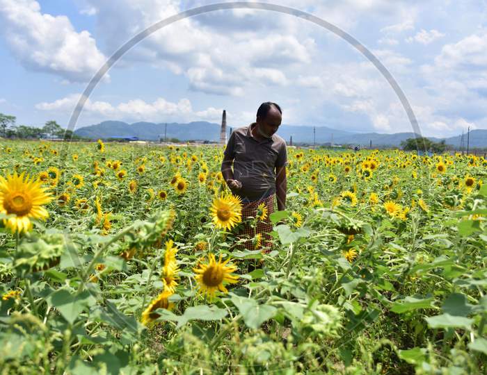 A Farmer Checks His Sunflower Field  During Nationwide Lockdown Amidst Coronavirus or COVID-19  Pandemic  At Kaziranga In Nagaon  April 30,2020.