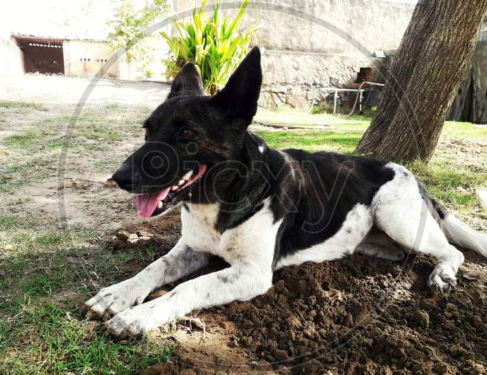 A black and white colored little pet dog in alert position sitting in wet soil in summer, its mouth is open and tongue is outside / Indian dog