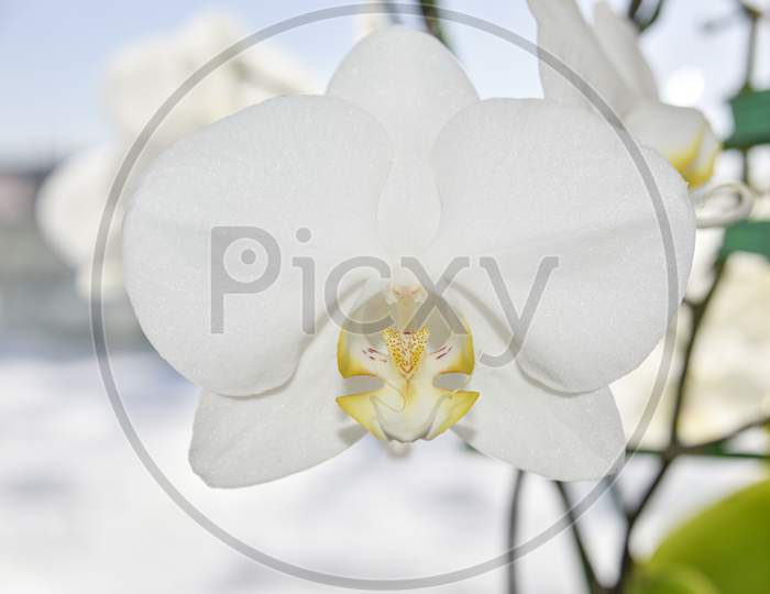 Closer Look At The Head Of The White Orchid. Macro With Selective Focus.
