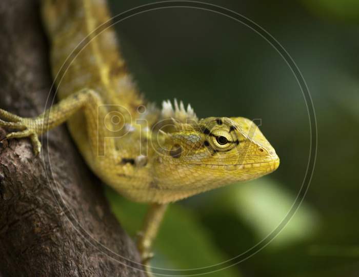Yellow Garden Lizard Or Indian Garden Lizard. Calotes Calotes, Detail Eye Portrait Of Exotic Tropical Animal In Green Nature Habitat In India Isolated On Green Nature Background.
