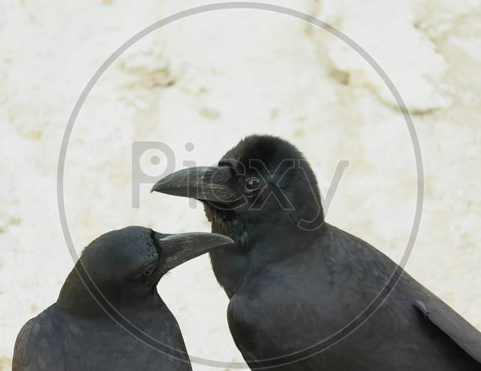 Portrait Of Sitting Couple Raven Outside