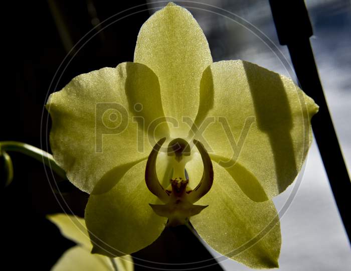 Closer Look At The Head Of The Yellow Orchid From The Dark. Macro With Selective Focus.