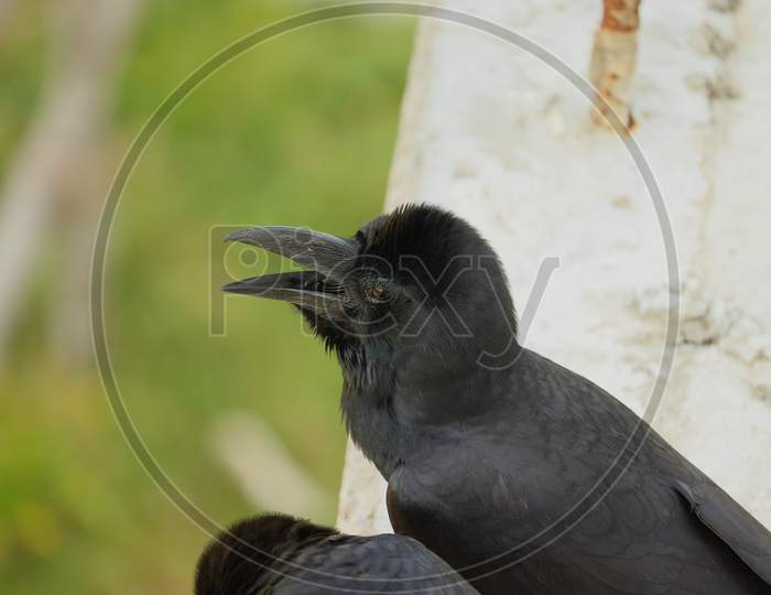 Raven Crow Sitting Outside