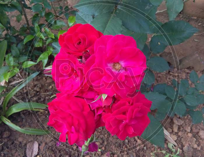 Beautiful red Rose's plant in garden