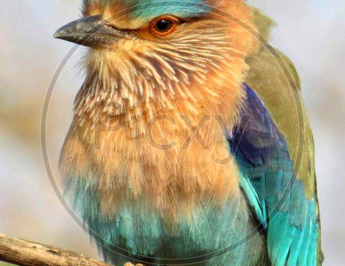 Colorful Indian Roller Bird Closeup Photo Beautiful Eyes