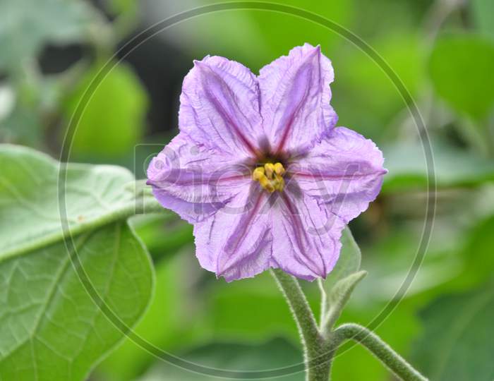 Beautiful purple flower in the garden