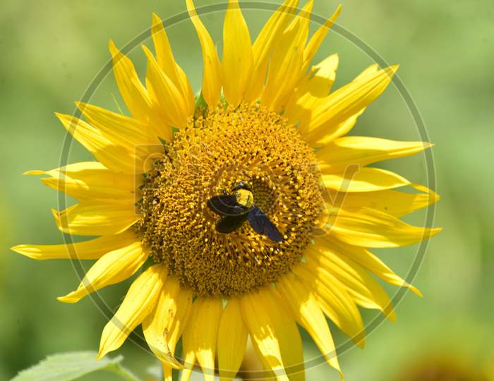 A Bumblebee Collects Nectar From  A  Sunflower In Nagaon