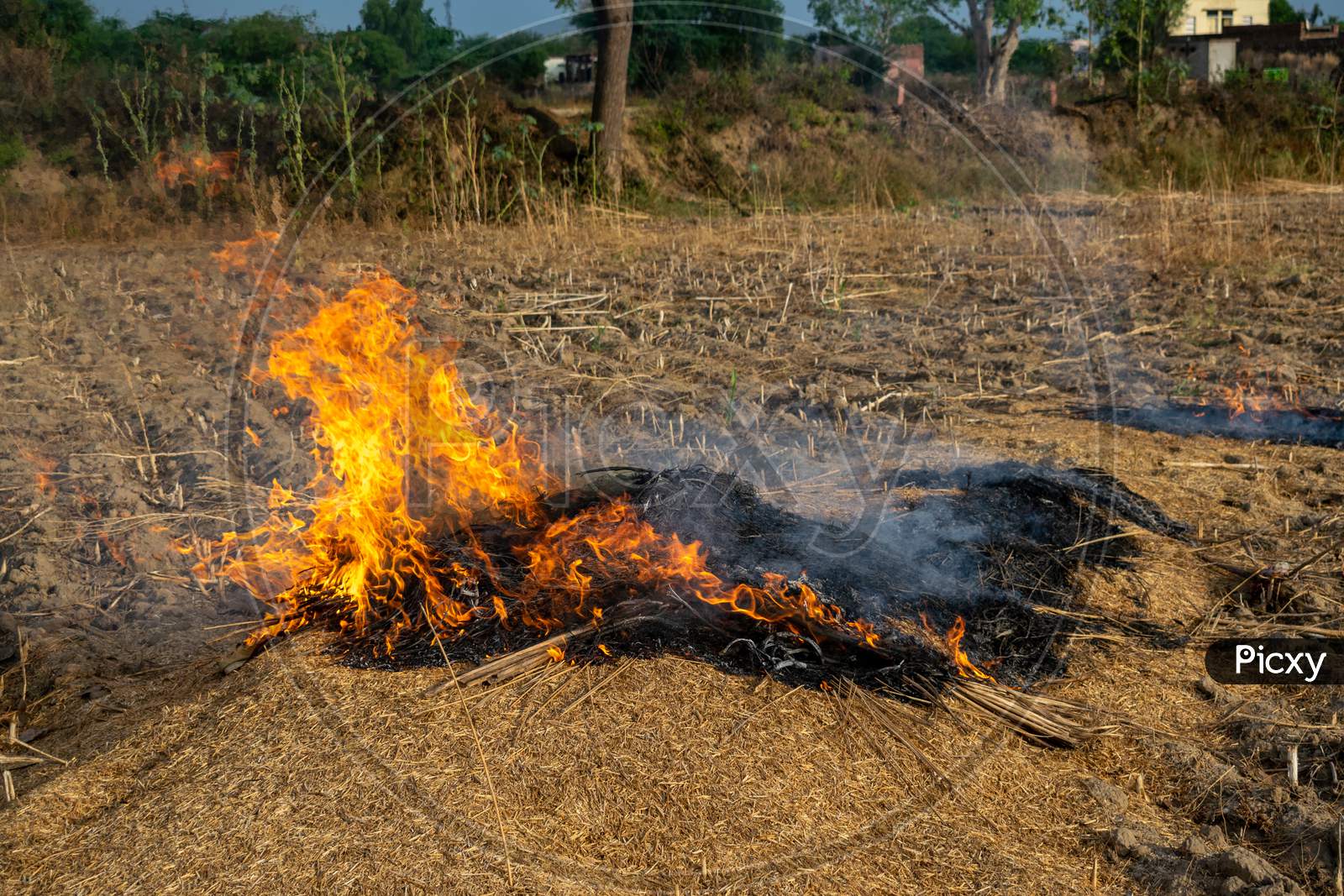 farm debris is being burnt by a farmer after harvesting of crops in a village