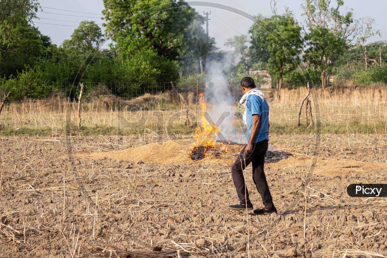 A farmer sets farm debris on fire after crop harvestig