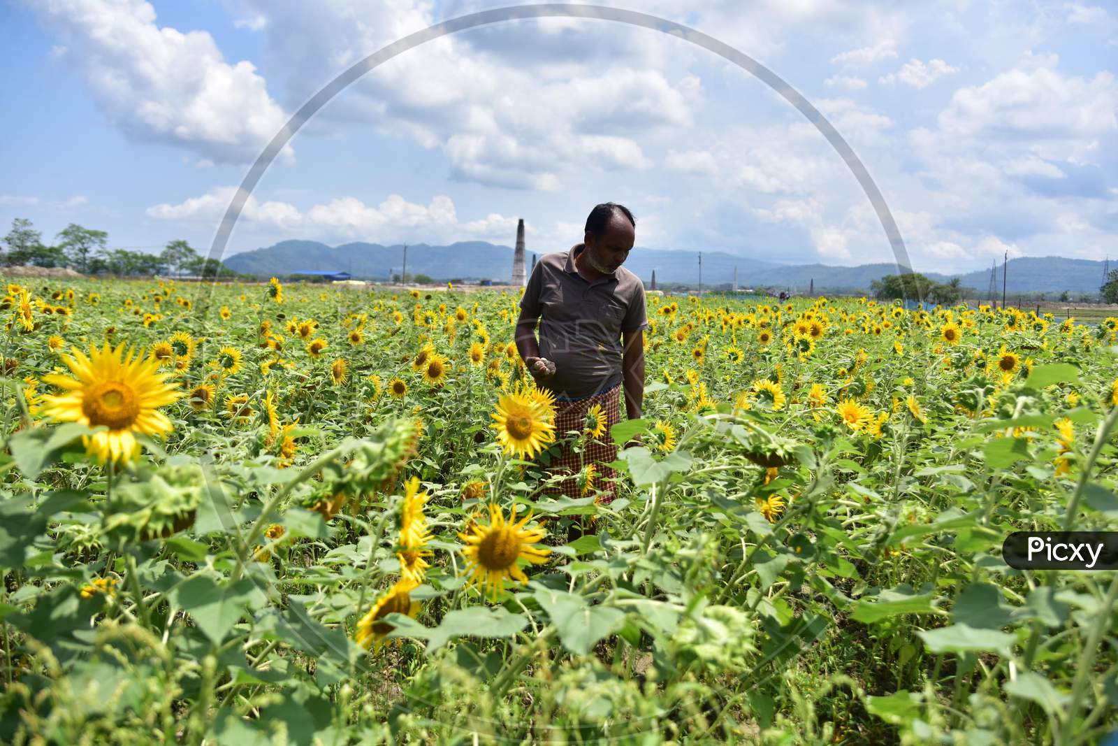 A Farmer Checks His Sunflower Field During Nationwide Lockdown Amidst Coronavirus or COVID-19 Pandemic  In Nagaon  On April 30,2020.