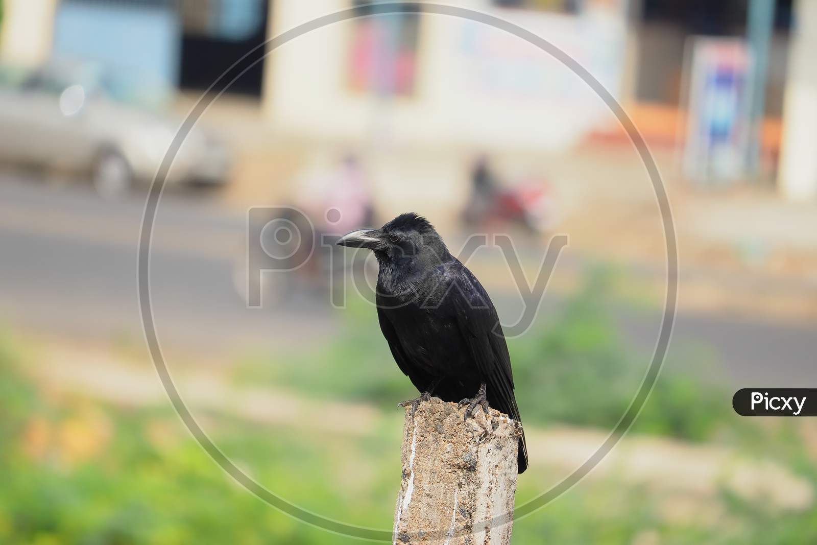 A Raven Crow Sitting On Pole
