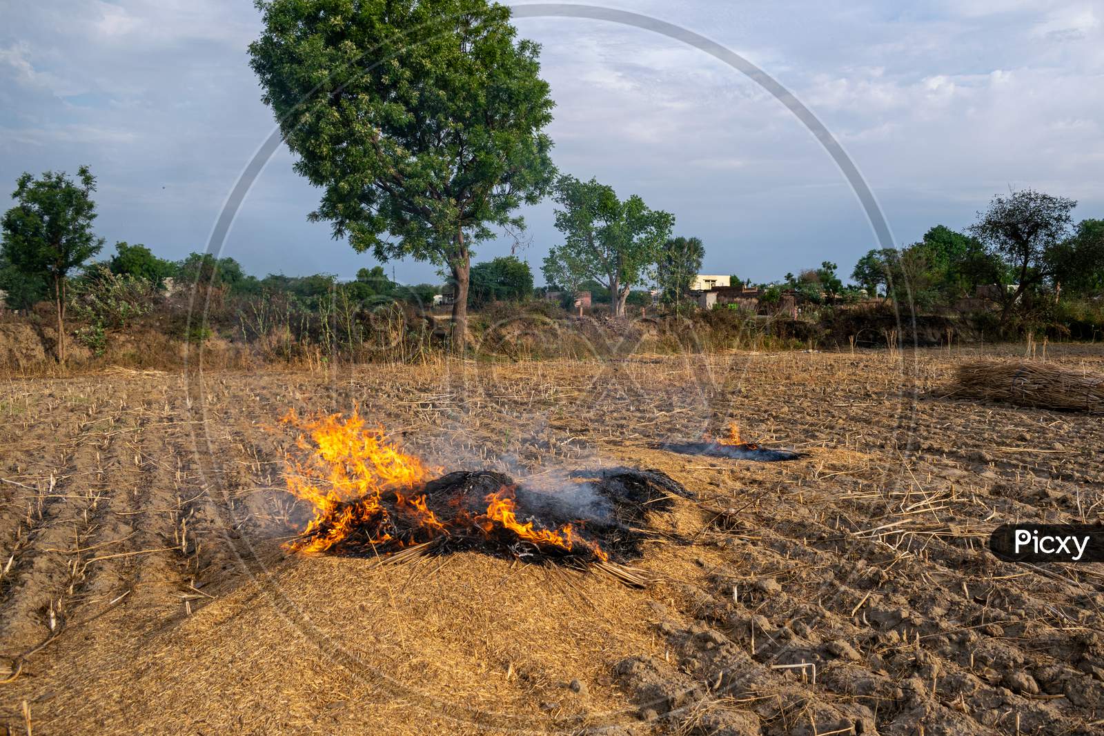 farm debris is being burnt by a farmer after harvesting of crops in a village