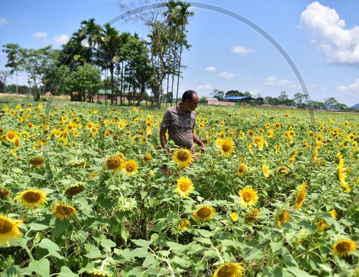 A Farmer Checks His Sunflower Field During Nationwide Lockdown Amidst Coronavirus or COVID-19 Pandemic  In Nagaon  On April 30,2020.
