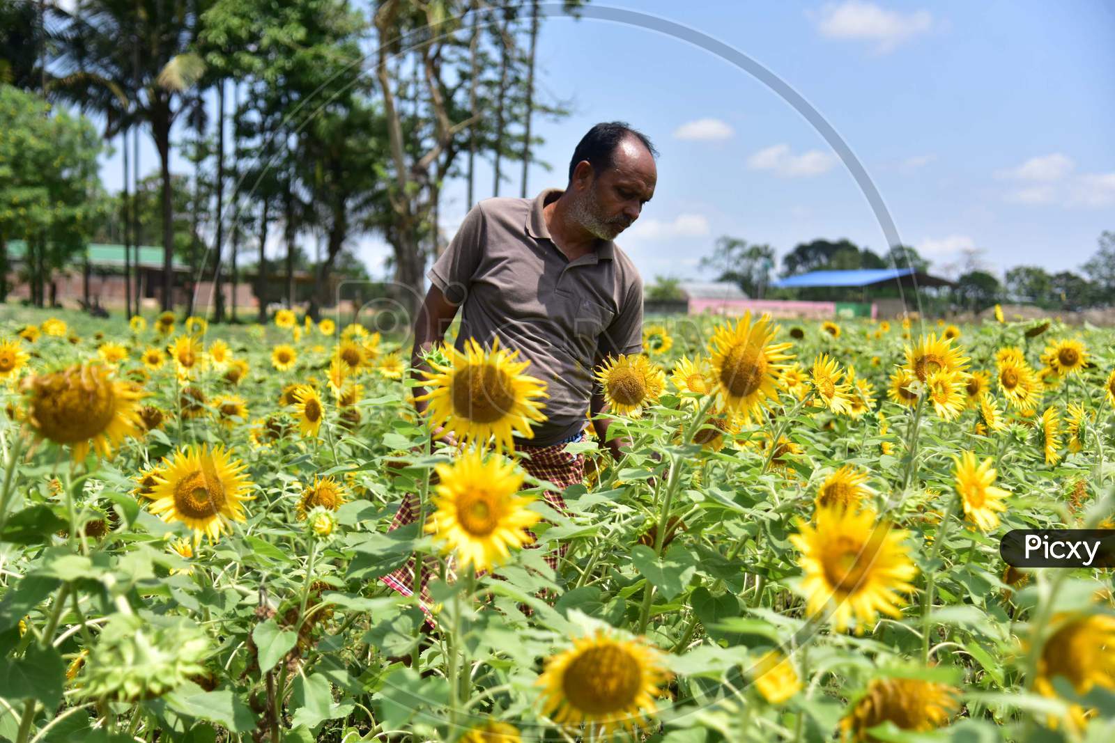A Farmer Checks His Sunflower Field  During Nationwide Lockdown Amidst Coronavirus or COVID-19  Pandemic  At Kaziranga In Nagaon  April 30,2020.