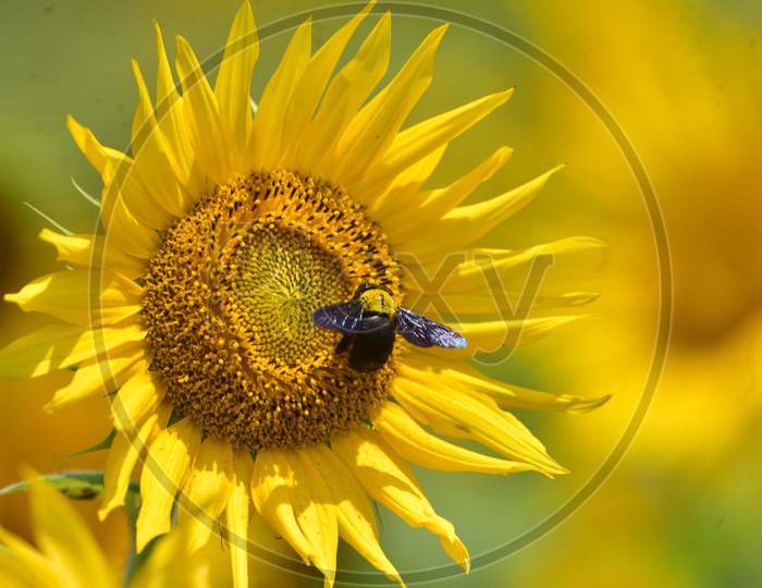 A Bumblebee Collects Nectar From  A  Sunflower In Nagaonn
