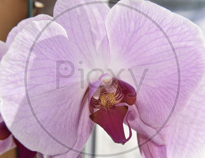 Closer Look At The Head Of The Pink Orchid. Macro With Selective Focus.