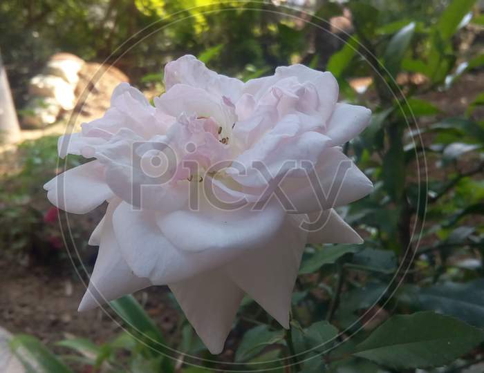 Beautiful white flower in the Garden