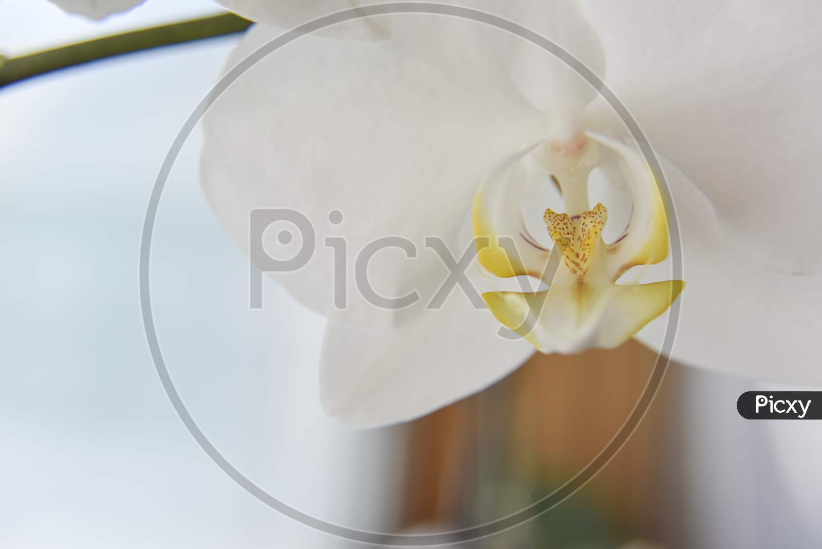 Closer Look At The Head Of The White Orchid. Macro With Selective Focus.