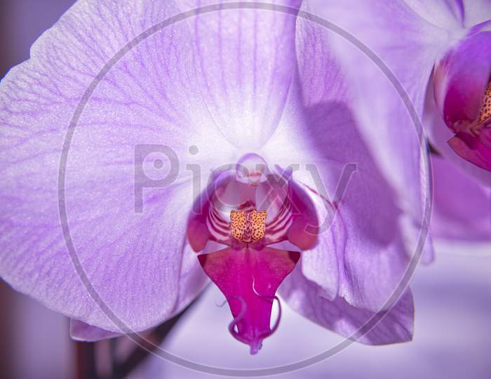 Closer Look At The Head Of The Purple Orchid. Macro With Selective Focus.