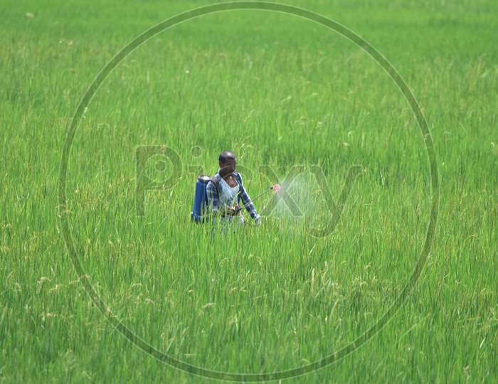 A Farmer Works At A Paddy field  During Nationwide Lockdown Amidst Cornavirus or COVID-19  Pandemic  At Kaziranga In Nagaon  April 30,2020.