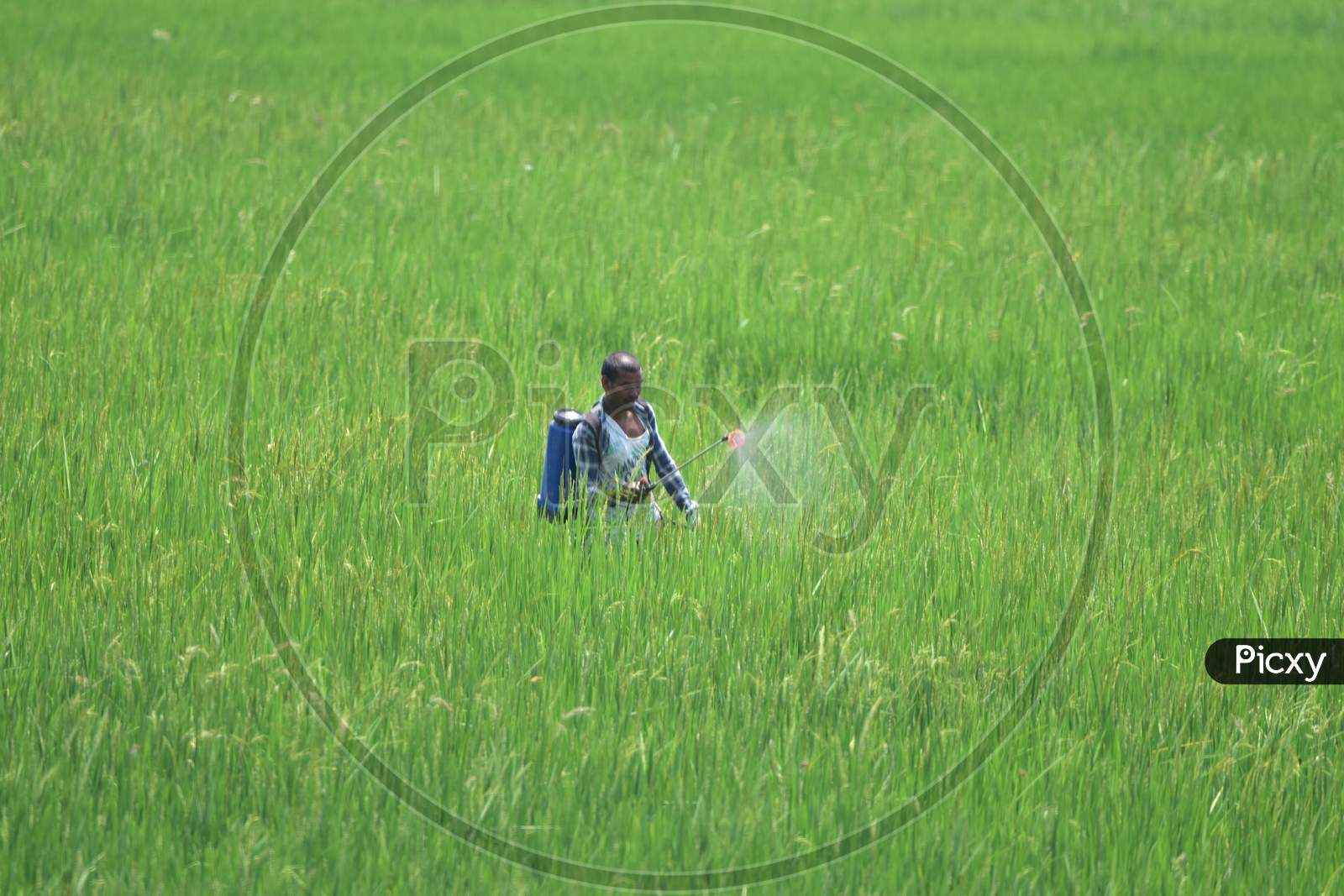 A Farmer Works At A Paddy field  During Nationwide Lockdown Amidst Cornavirus or COVID-19  Pandemic  At Kaziranga In Nagaon  April 30,2020.