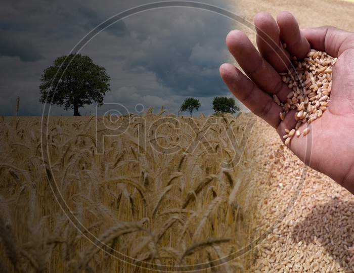 Wheat in a farmer's hand or fist / Indian farmer in wheat farms