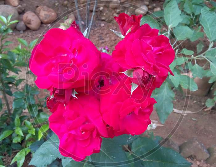 Beautiful red Rose's plant in garden