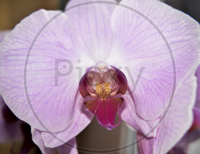 Closer Look At The Head Of The Pink Orchid. Macro With Selective Focus.