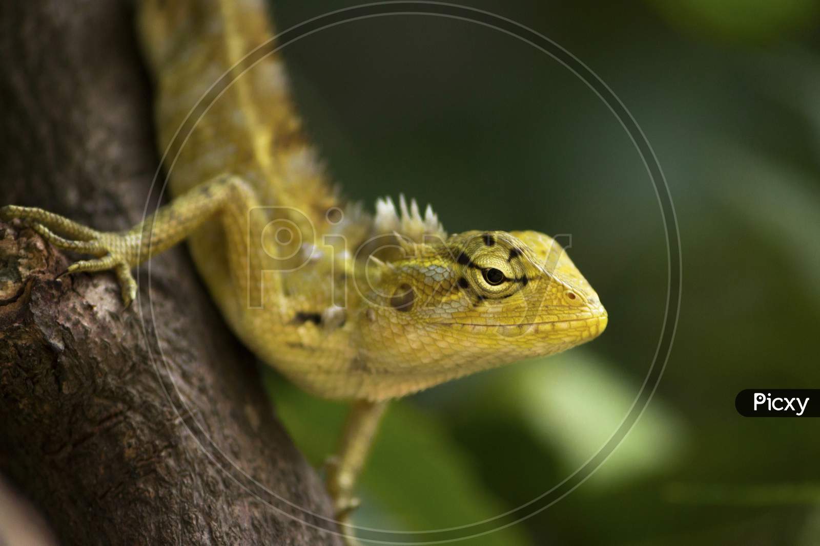 Yellow Garden Lizard Or Indian Garden Lizard. Calotes Calotes, Detail Eye Portrait Of Exotic Tropical Animal In Green Nature Habitat In India Isolated On Green Nature Background.
