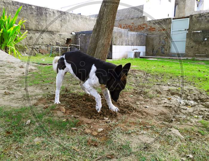 A little pet dog is digging up the yard or wet soil with its feet / a black and white colored India dog at home
