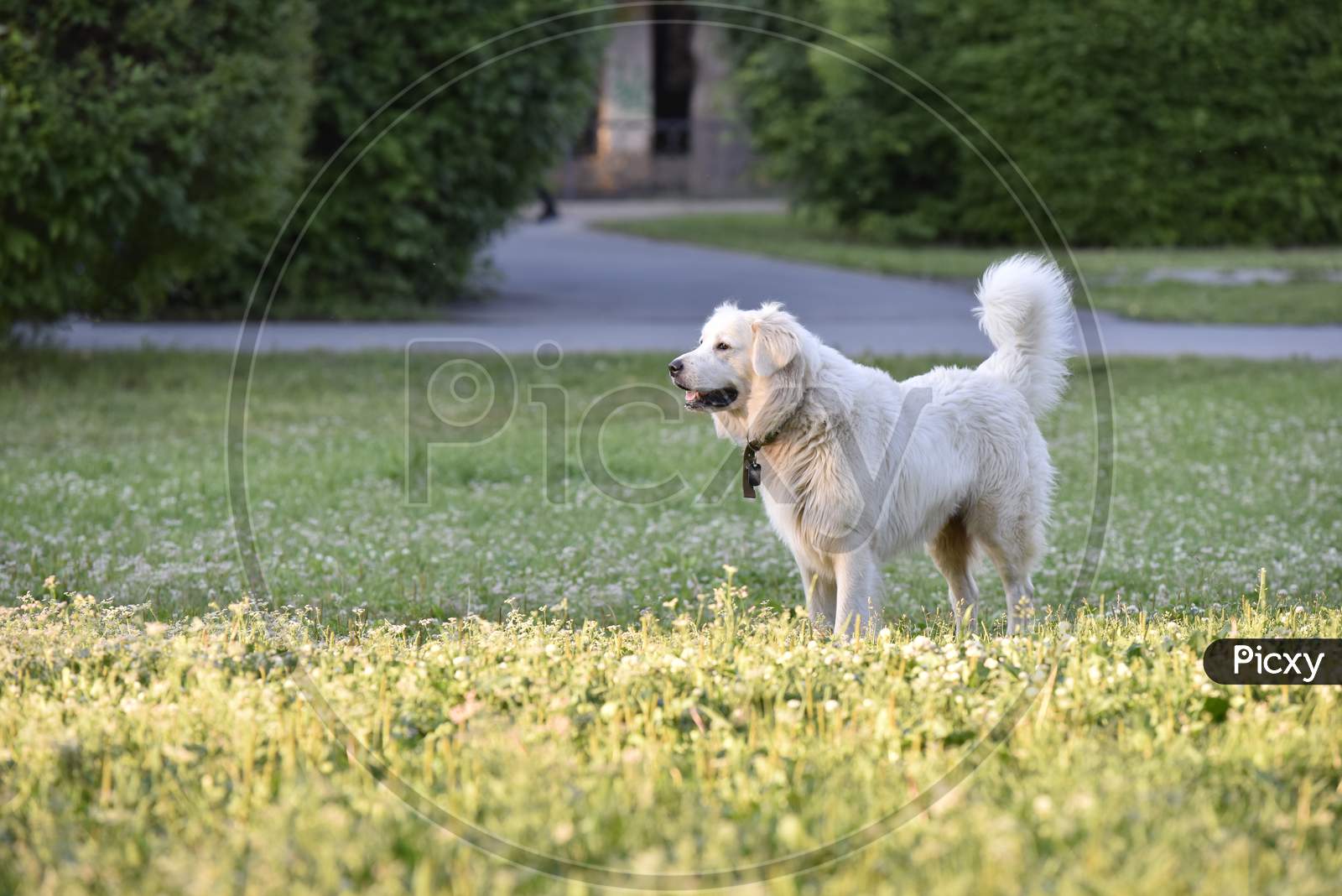 White pet Dog Stands Still On The Grass