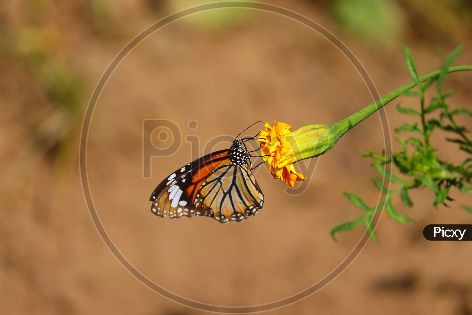 A Monarch Butterfly Feeding Juice Of Yellow Marigold Flower