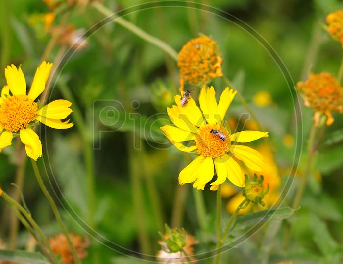 Honey Bee Collecting Yellow Pollen On Wild Flowers