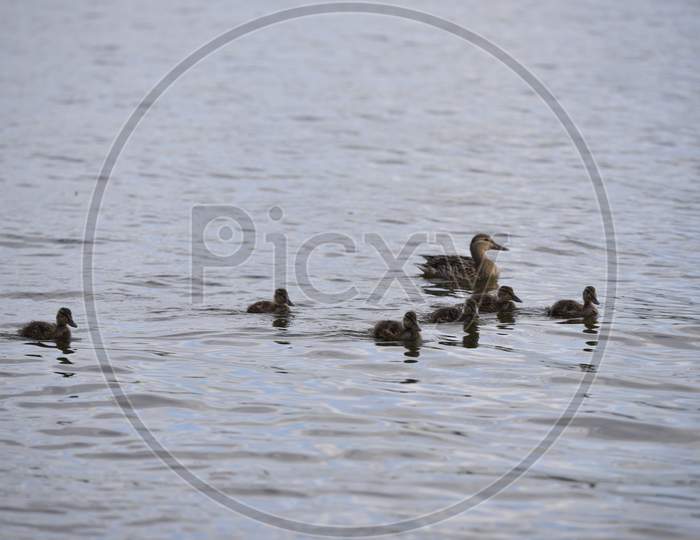 Family Of Ducks On The Lake Surface