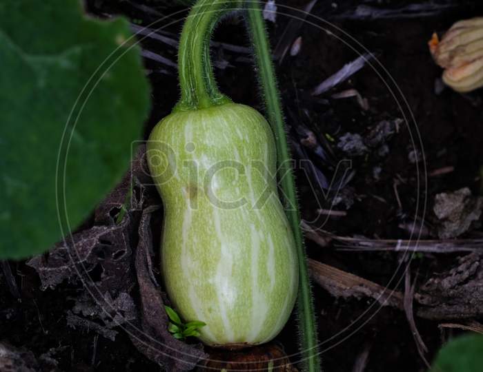 Baby squash just showing its produce, fresh and organic