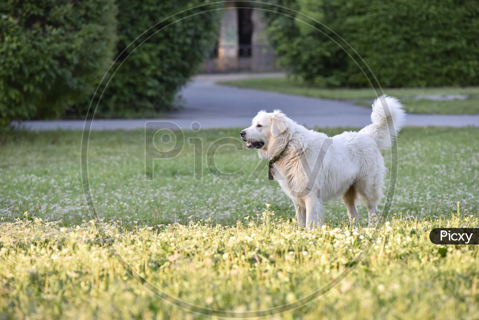 Big White Dog In The Park On The Grass
