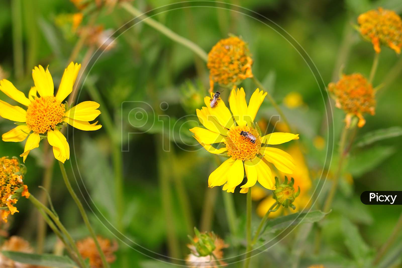 Honey Bee Collecting Yellow Pollen On Wild Flowers