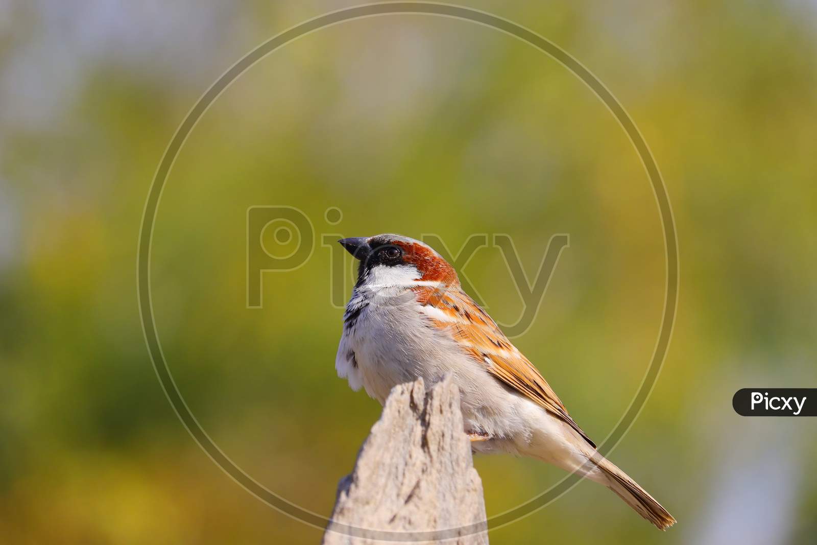 Male Sparrow Sitting On Rock