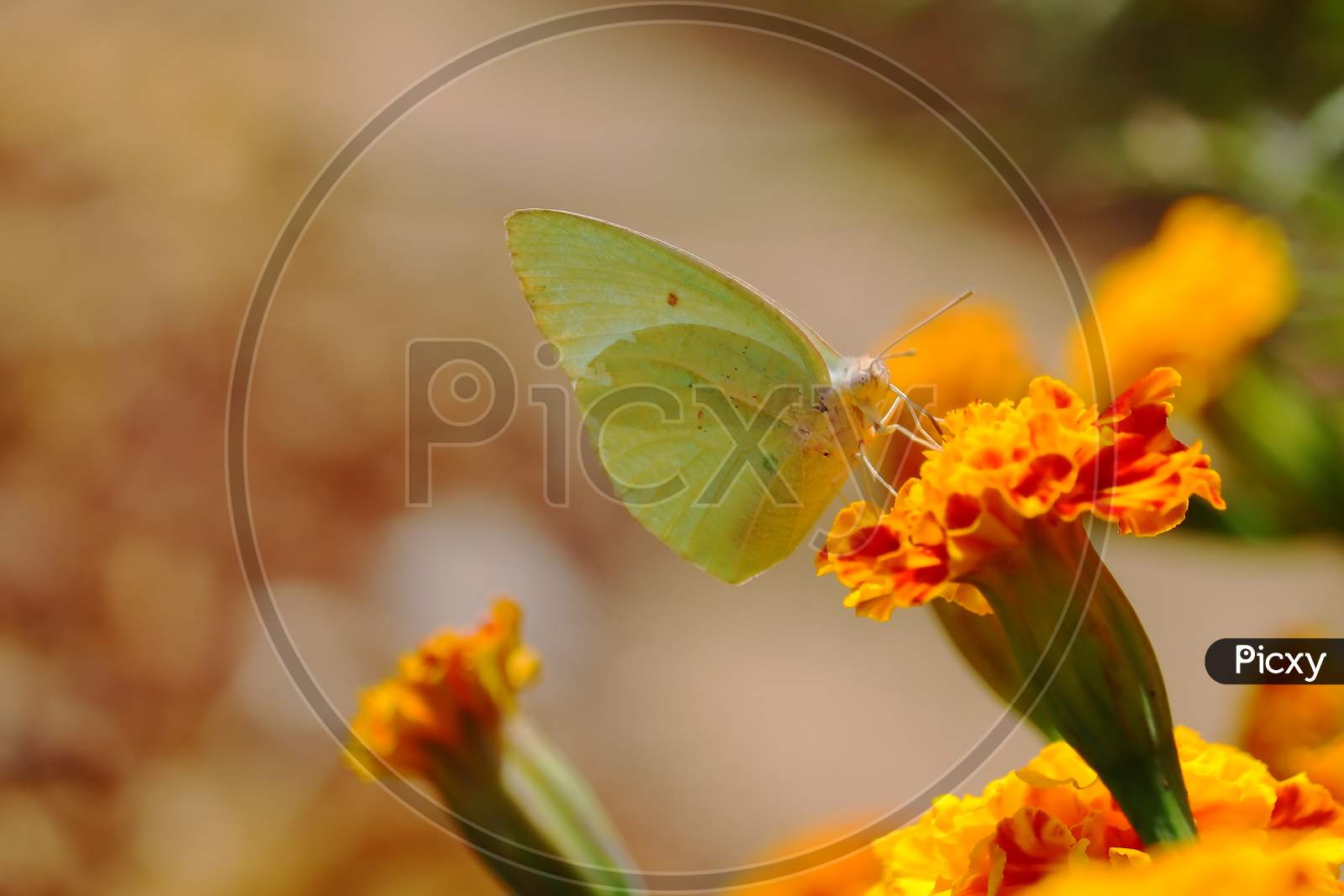A Butterfly Feeding Juice Of Yellow Marigold Flower