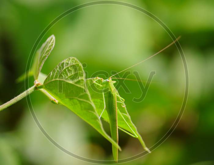 Micro Shot Of Green Grasshopper Sitting On Leaf Of Beans