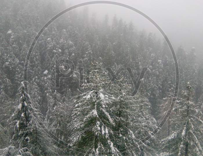 Snow Over Pine Trees or  deodar Trees in Himachal Pradesh