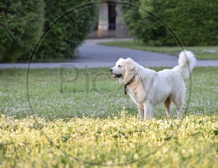 Big White Dog In The Park On The Grass