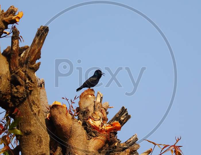 A Black Hummingbird Perching On Neem Tree Branch