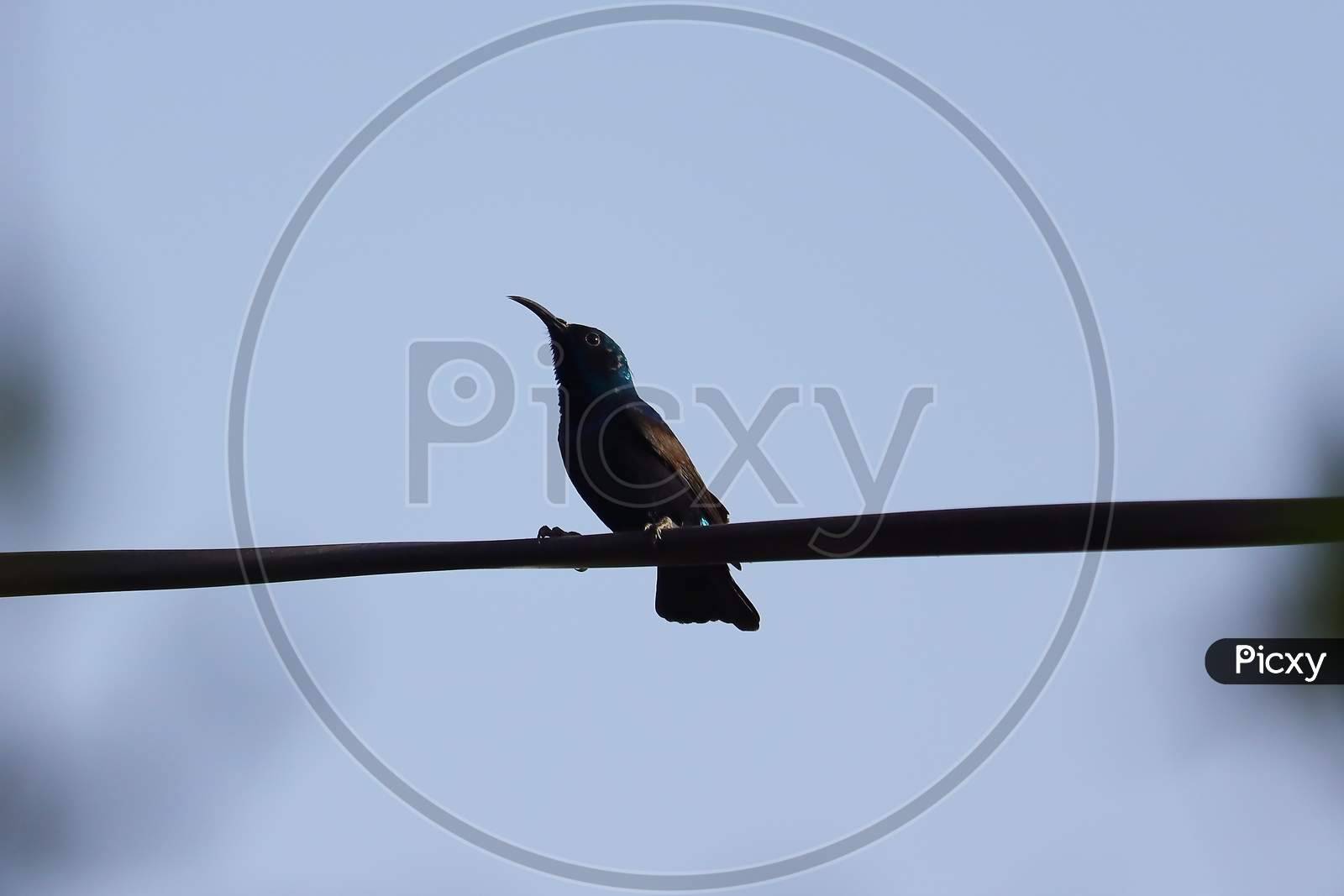 A Black Hummingbird Perching
