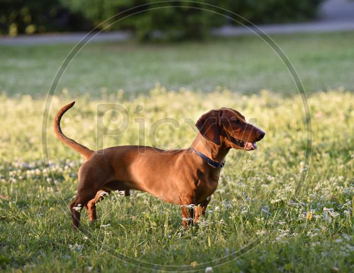 Ginger Dog Standing Still On The Grass